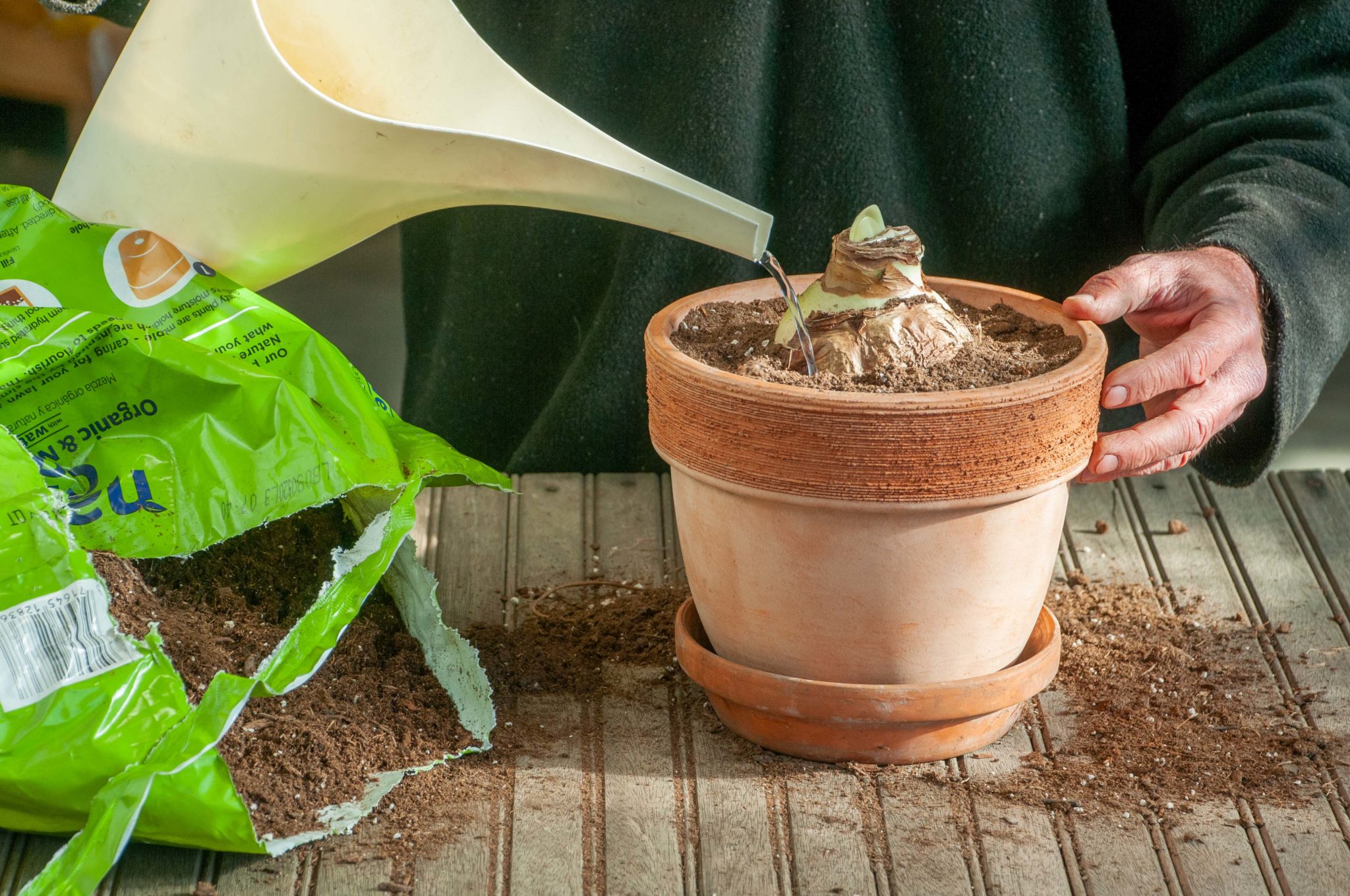 Planting Amaryllises