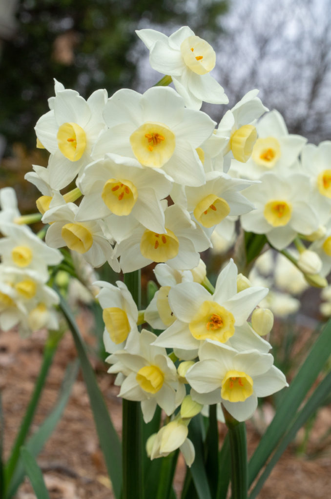 Small white daffodils with bowl-shaped yellow cups, tazetta Daffodil Avalanche from Colorblends.