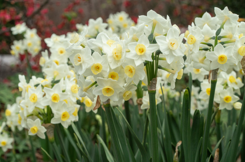 Small white daffodils with bowl-shaped yellow cups, tazetta Daffodil Avalanche from Colorblends.