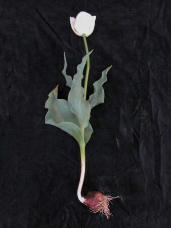 tulips growing in winter
