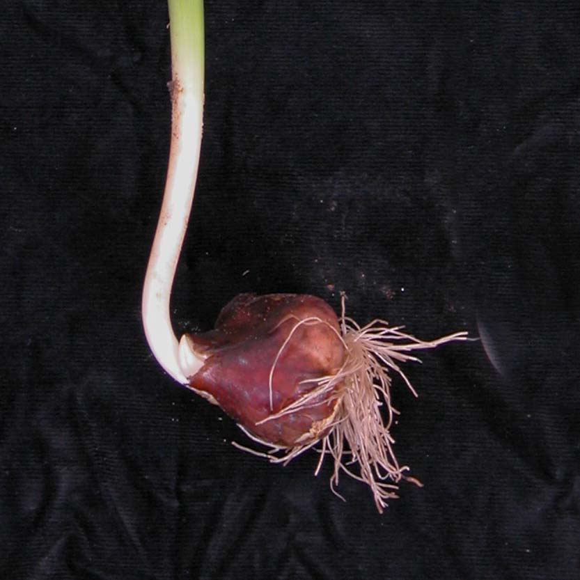 What Happens to Bulbs in Winter? The Essential Role of Cold Weather
