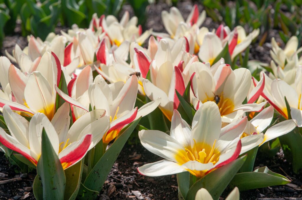 Short white, red and yellow Kaufmanniana Tulip The First from Colorblends