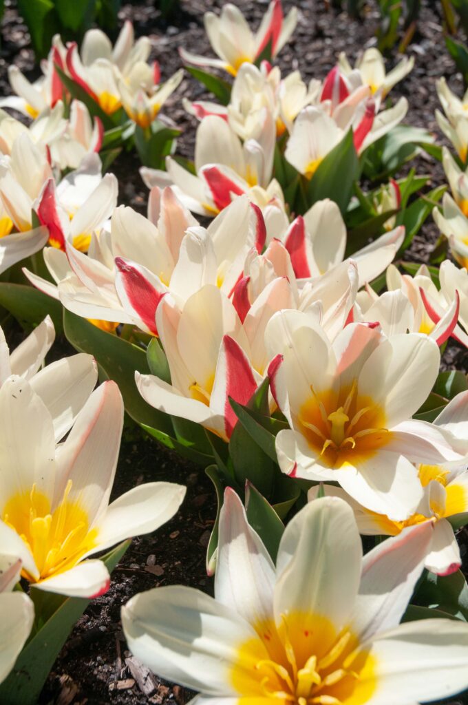 Short white, red and yellow Kaufmanniana Tulip The First from Colorblends