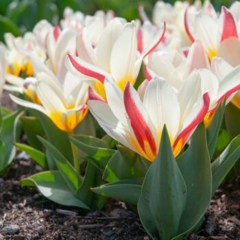 Short white, red and yellow Kaufmanniana Tulip The First from Colorblends