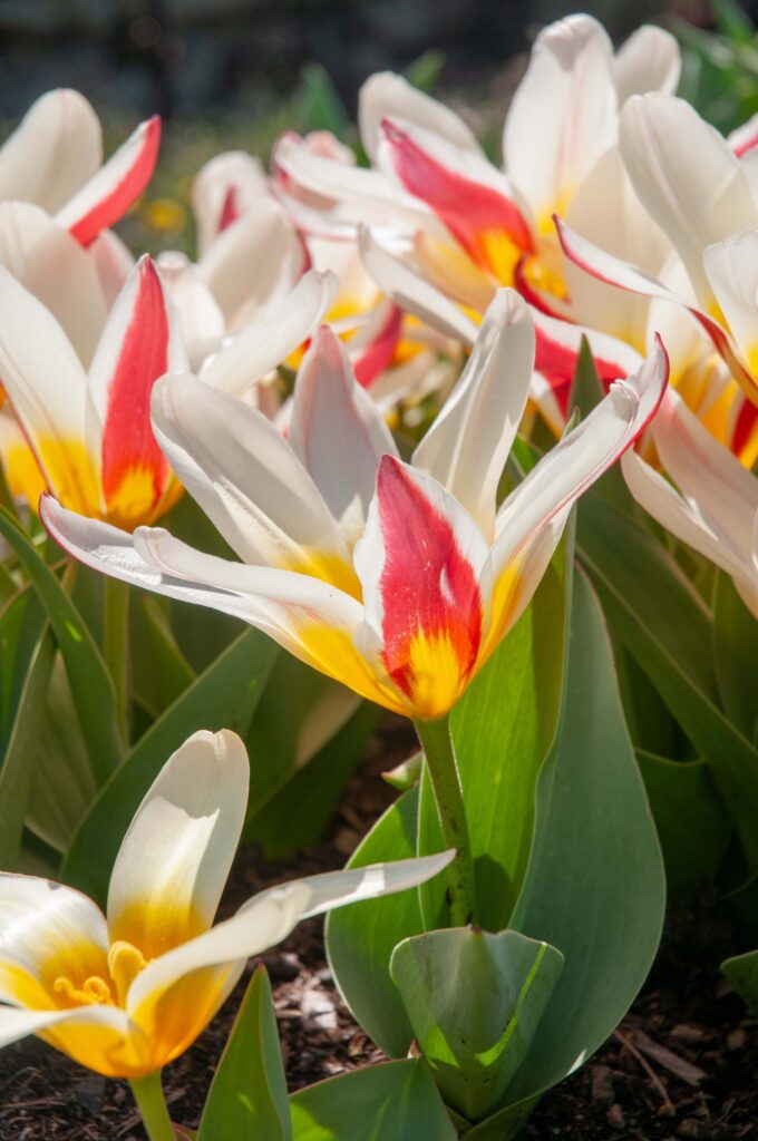 Short white, red and yellow Kaufmanniana Tulip The First from Colorblends