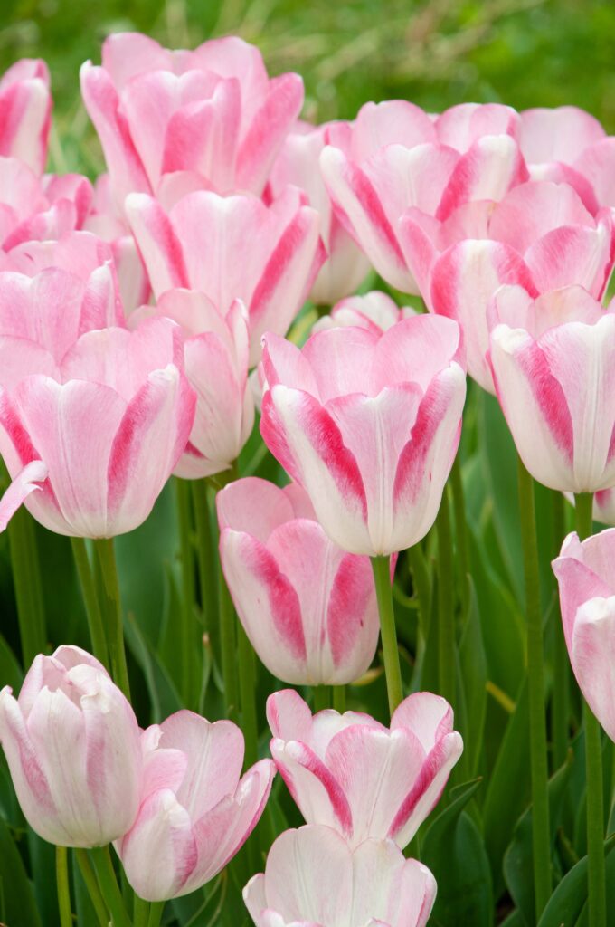 Large white tulips edged with raspberry, Graceland Tulips from Colorblends.