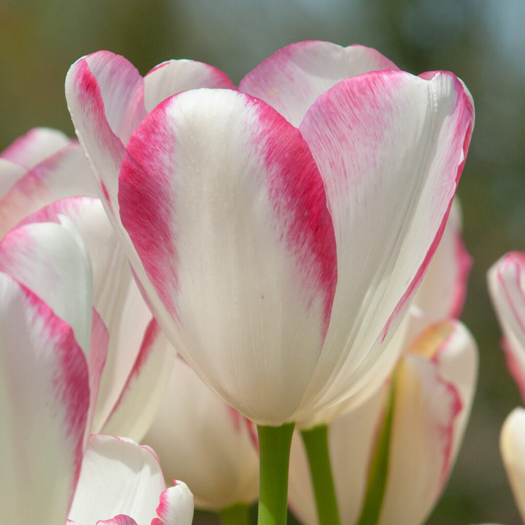 Large white tulips edged with raspberry, Graceland Tulips from Colorblends.