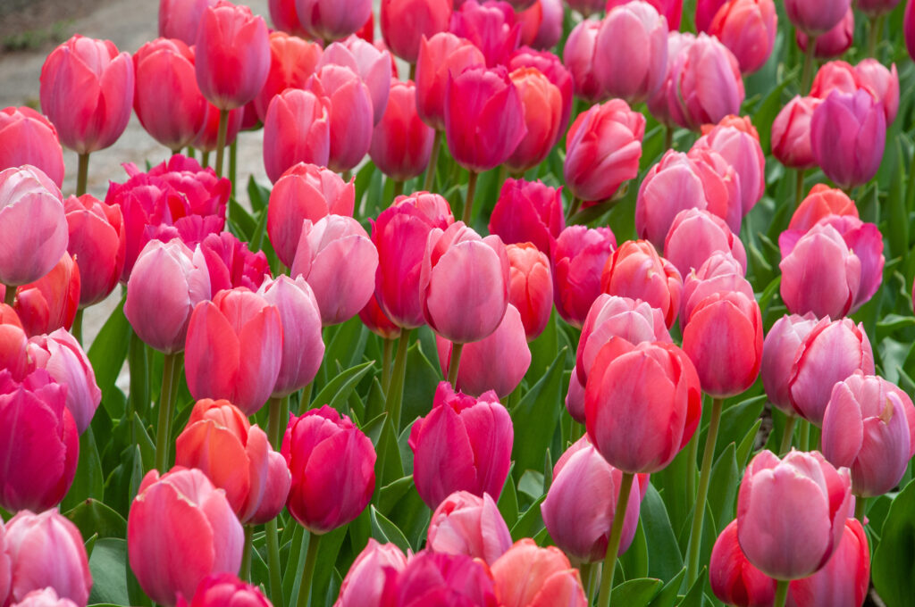 Pink toned tulips in the landscape, Shocks and Struts Tulip Blend from Colorblends