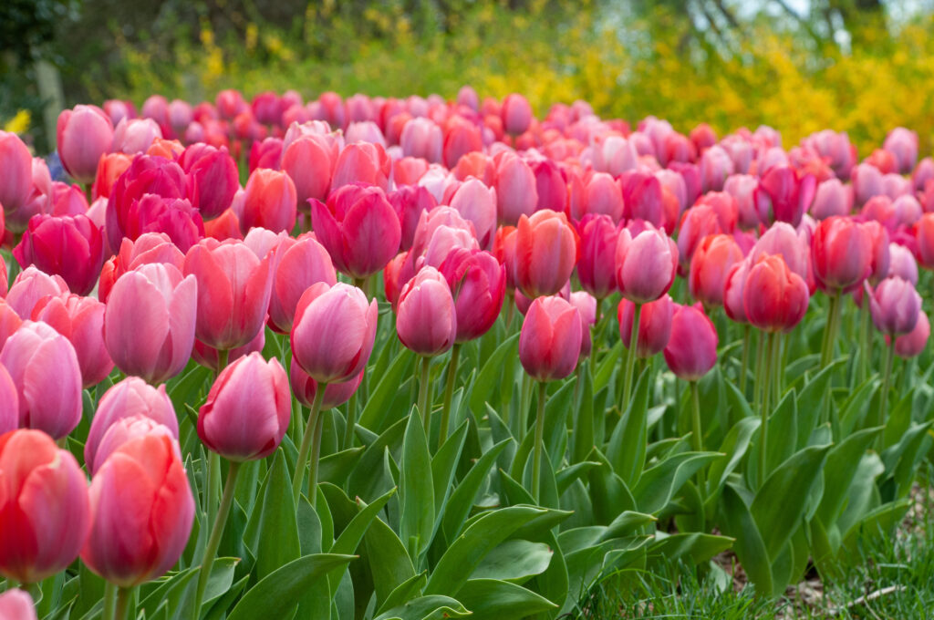 Pink toned tulips in the landscape, Shocks and Struts Tulip Blend from Colorblends