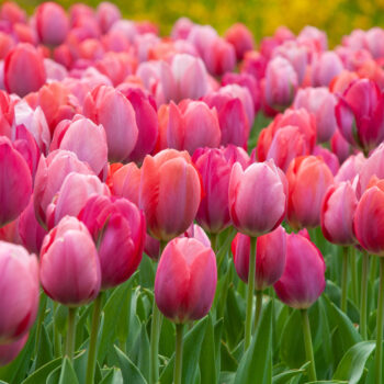 Pink toned tulips in the landscape, Shocks and Struts Tulip Blend from Colorblends