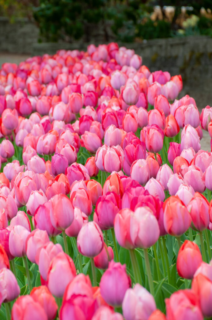 Pink toned tulips in the landscape, Shocks and Struts Tulip Blend from Colorblends