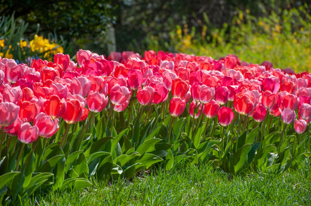 Pink toned tulips in the landscape, Shocks and Struts Tulip Blend from Colorblends