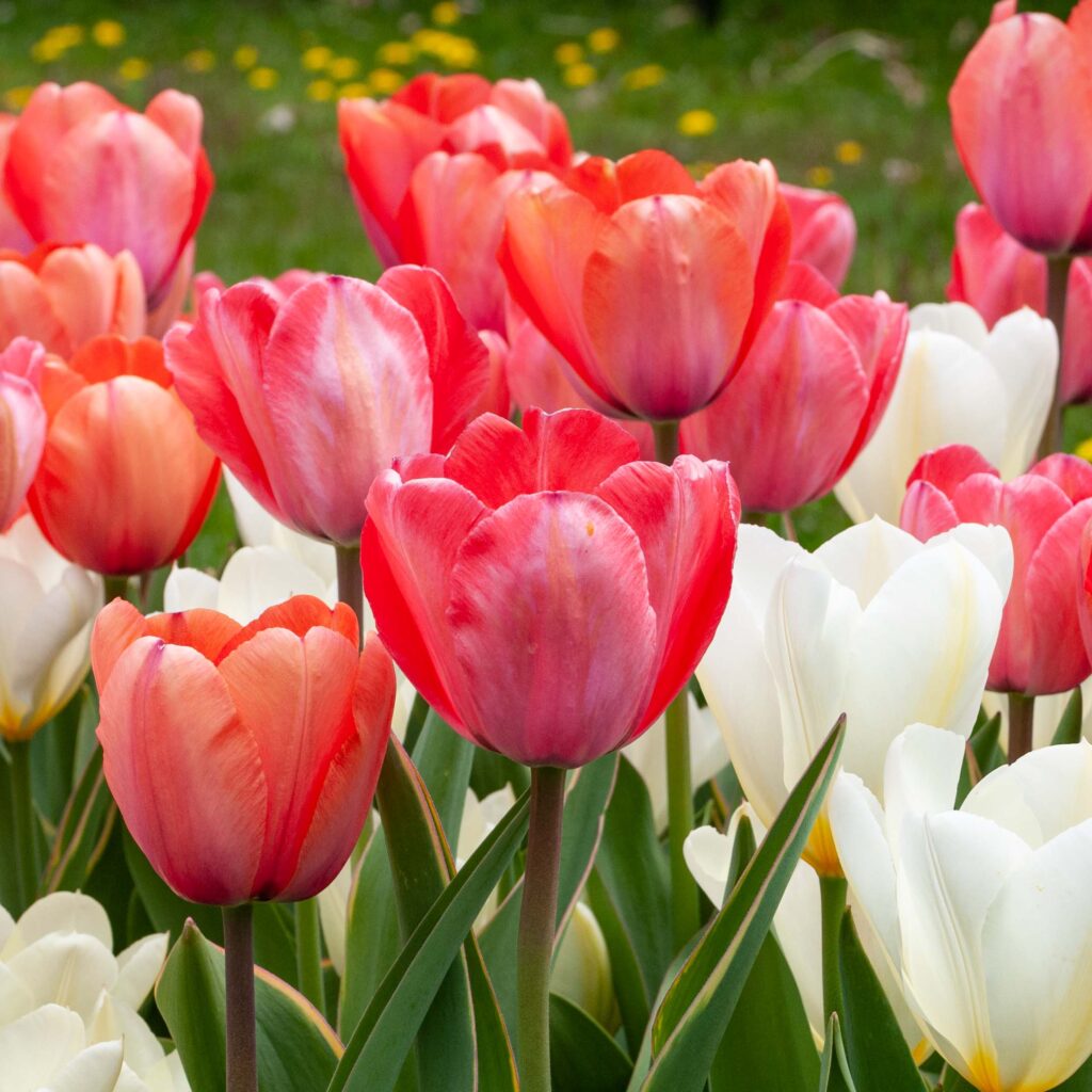 Apricot and pink goblet shaped tulips with a white vase-shaped tulip, TuaLipa™ Tulip Blend from Colorblends.