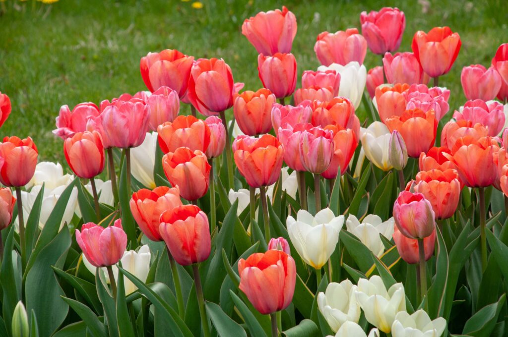 Apricot and pink goblet shaped tulips with a white vase-shaped tulip, TuaLipa™ Tulip Blend from Colorblends.