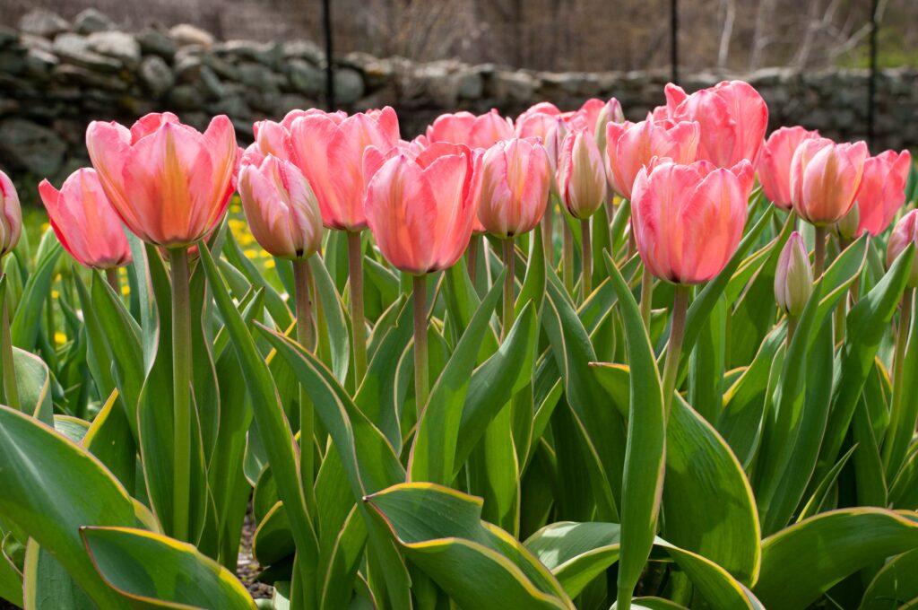 Soft pink Darwin Hybrid tulips with a greenish flame, Design Impression Tulips from Colorblends.