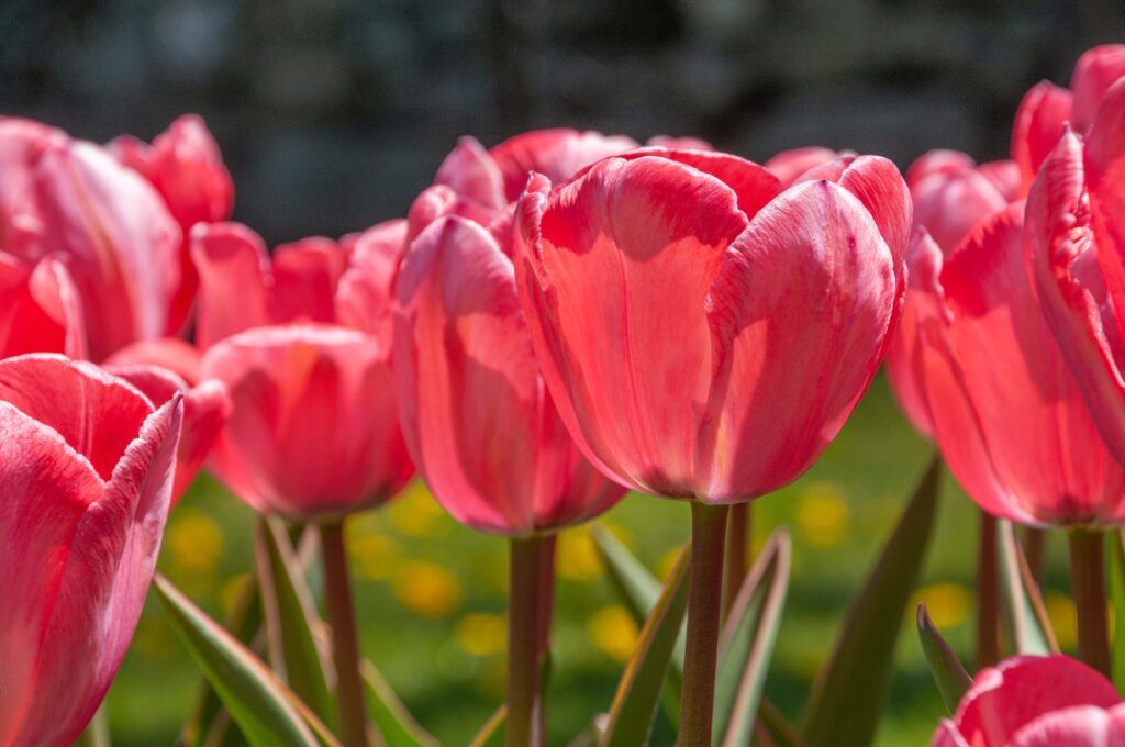 Soft pink Darwin Hybrid tulips with a greenish flame, Design Impression Tulips from Colorblends.