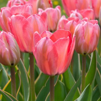 Soft pink Darwin Hybrid tulips with a greenish flame, Design Impression Tulips from Colorblends.