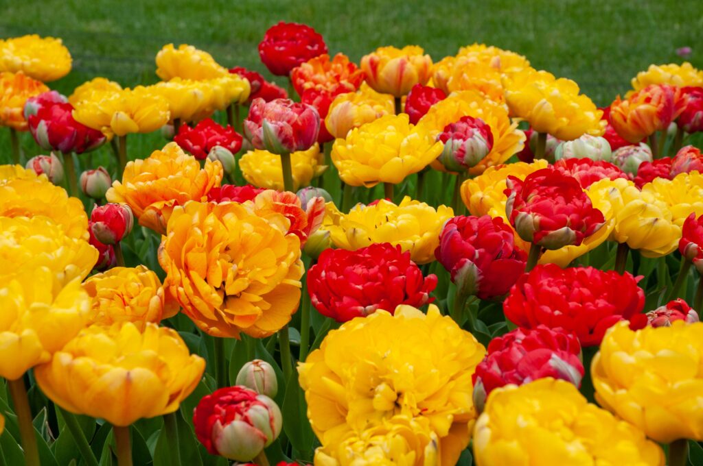 Red, orange, and yellow double tulips, Mucho Gusto Tulip Blend from Colorblends.