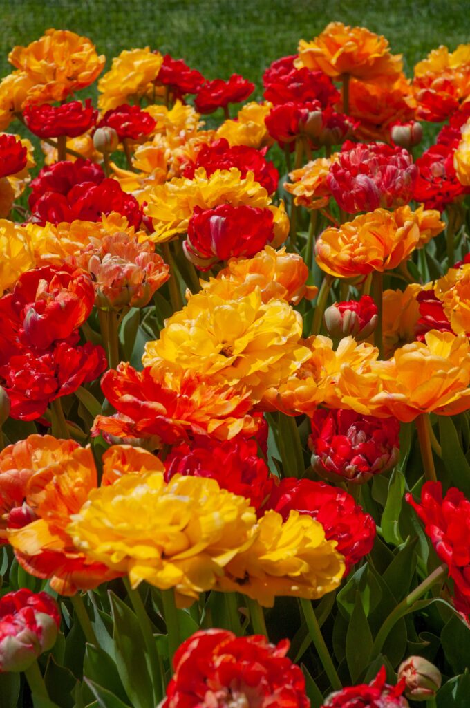 Red, orange, and yellow double tulips, Mucho Gusto Tulip Blend from Colorblends.