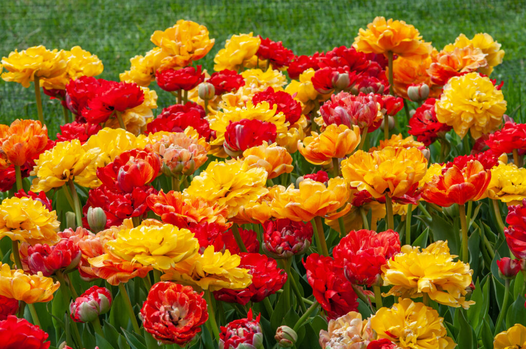 Red, orange, and yellow double tulips, Mucho Gusto Tulip Blend from Colorblends.