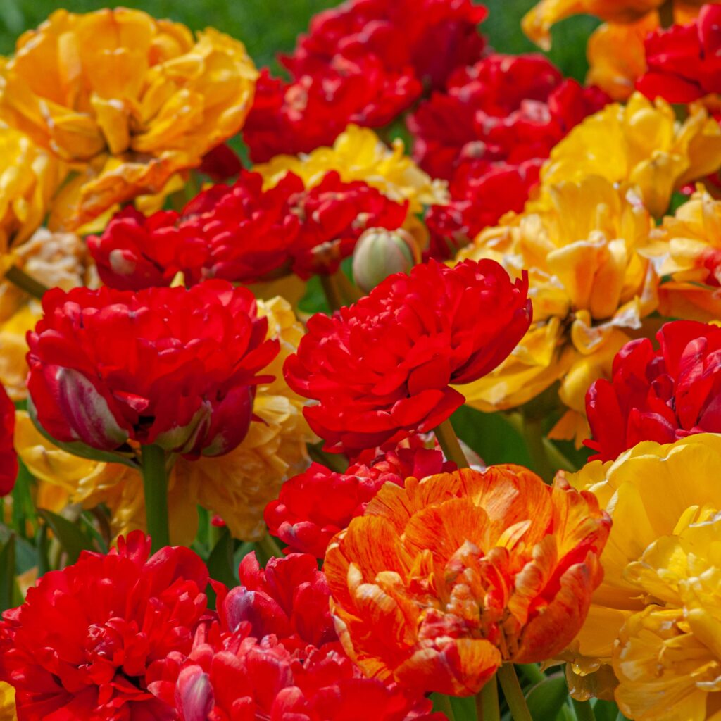 Red, orange, and yellow double tulips, Mucho Gusto Tulip Blend from Colorblends.