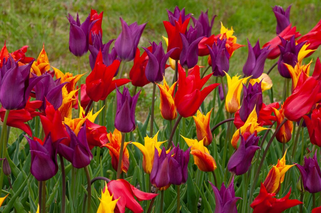 Three lily-flowered tulips in purple, red, and yellow with red markings, Three Kings™ Tulip Blend from Colorblends.