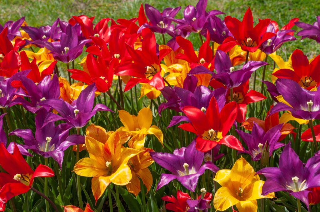 Three lily-flowered tulips in purple, red, and yellow with red markings, Three Kings™ Tulip Blend from Colorblends.
