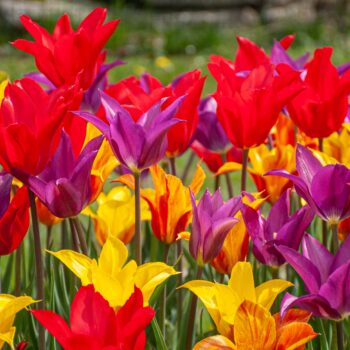 Three lily-flowered tulips in purple, red, and yellow with red markings, Three Kings™ Tulip Blend from Colorblends.