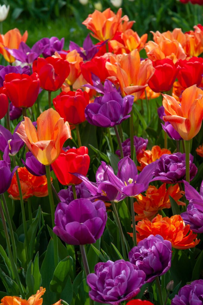 Six red, orange, and purple single and double tulips, Wunderbar™ Tulip Blend from Colorblends.