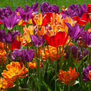 Six red, orange, and purple single and double tulips, Wunderbar™ Tulip Blend from Colorblends.