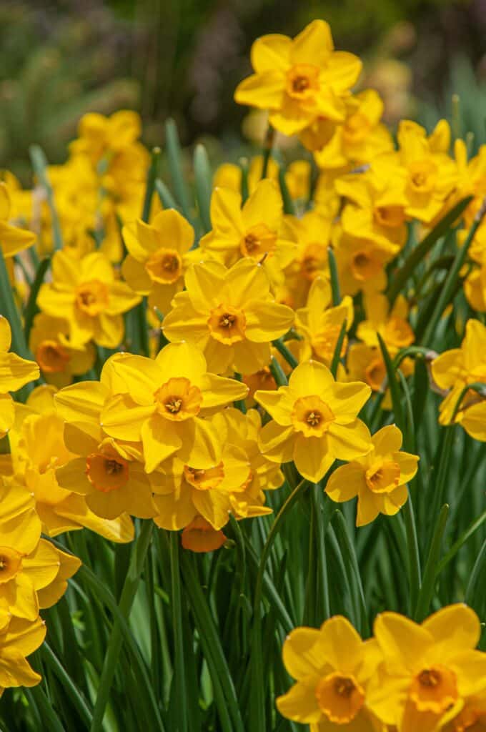 Bright yellow daffodils with small orange cups, Daffodil Cornish Dawn from Colorblends.