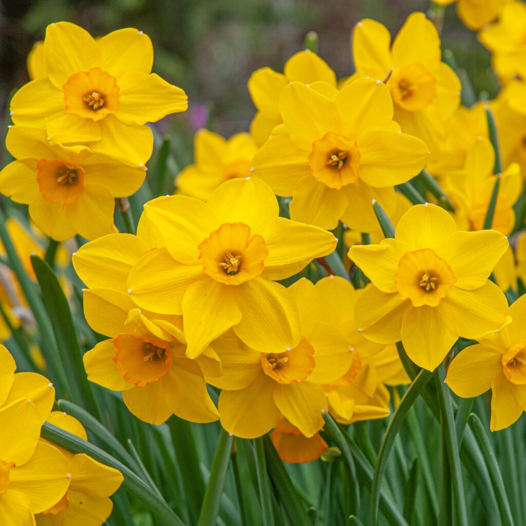 Bright yellow daffodils with small orange cups, Daffodil Cornish Dawn from Colorblends.