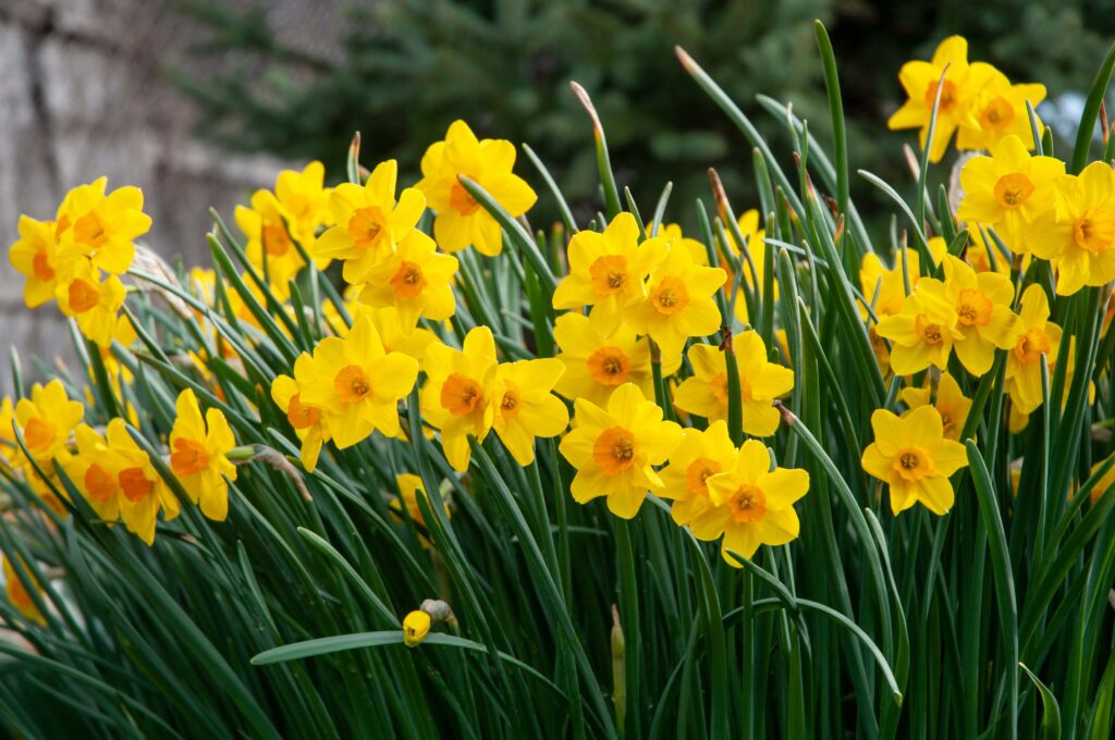 Bright yellow daffodils with small orange cups, Daffodil Cornish Dawn from Colorblends.