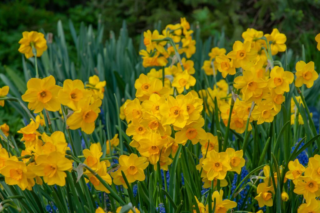 Bright yellow daffodils with small orange cups, Daffodil Cornish Dawn from Colorblends.