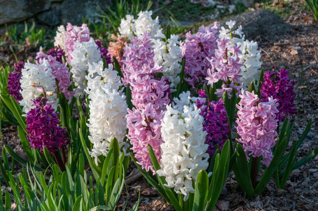 Purple, pink, and white hyacinths, Glitter™ Blend from Colorblends.
