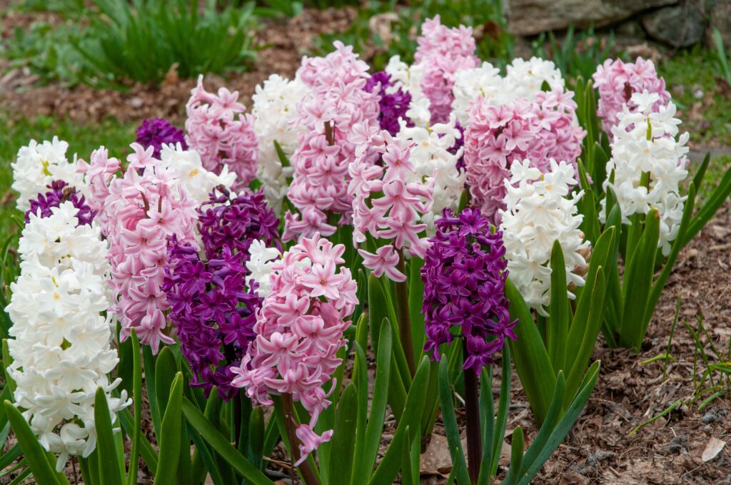 Purple, pink, and white hyacinths, Glitter™ Blend from Colorblends.