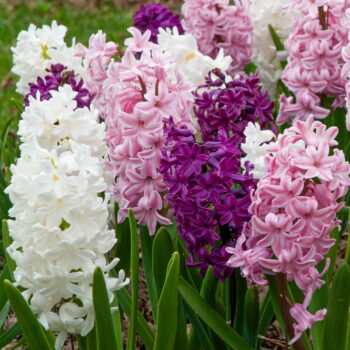 Purple, pink, and white hyacinths, Glitter™ Blend from Colorblends.