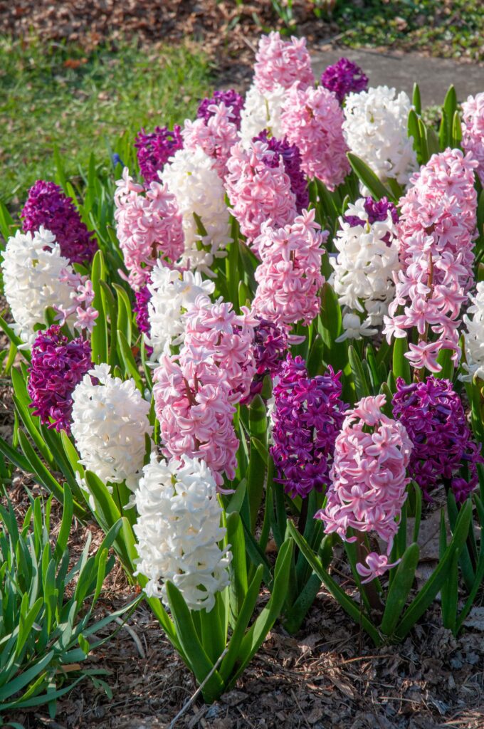 Purple, pink, and white hyacinths, Glitter™ Blend from Colorblends.