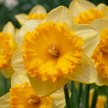 Yellow daffodil with large round frilly orange cup, Daffodil Ferris Wheel from Colorblends.