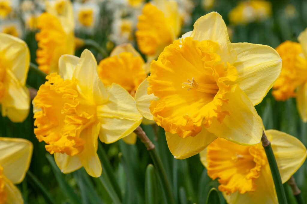 Yellow daffodil with large round frilly orange cup, Daffodil Ferris Wheel from Colorblends.