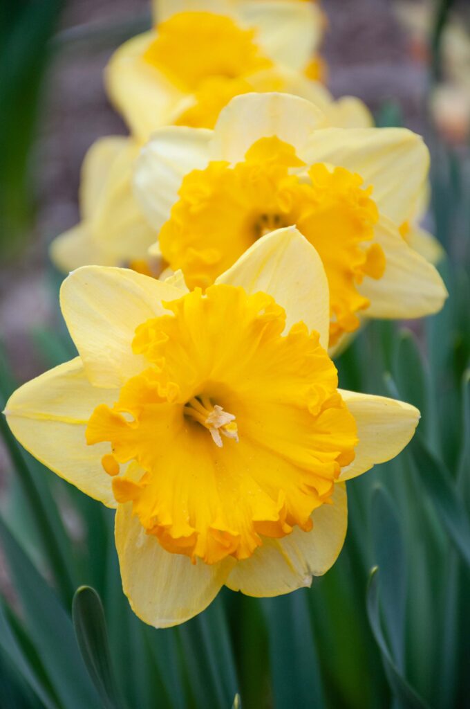 Yellow daffodil with large round frilly orange cup, Daffodil Ferris Wheel from Colorblends.