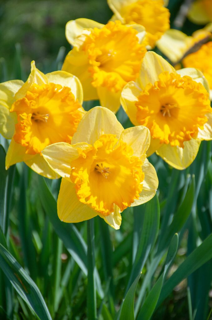 Yellow daffodil with large round frilly orange cup, Daffodil Ferris Wheel from Colorblends.