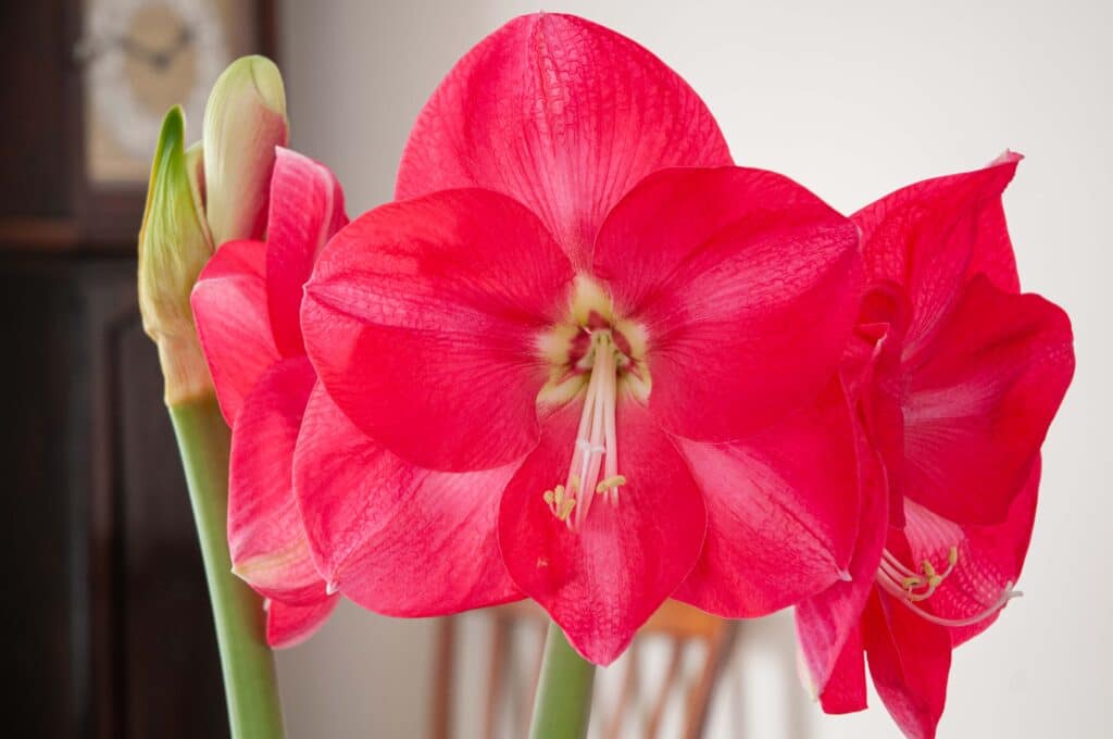 Pink Hippeastrum flowers with a white eye, filaments and pistil, Candy Cream Amaryllis from Colorblends.