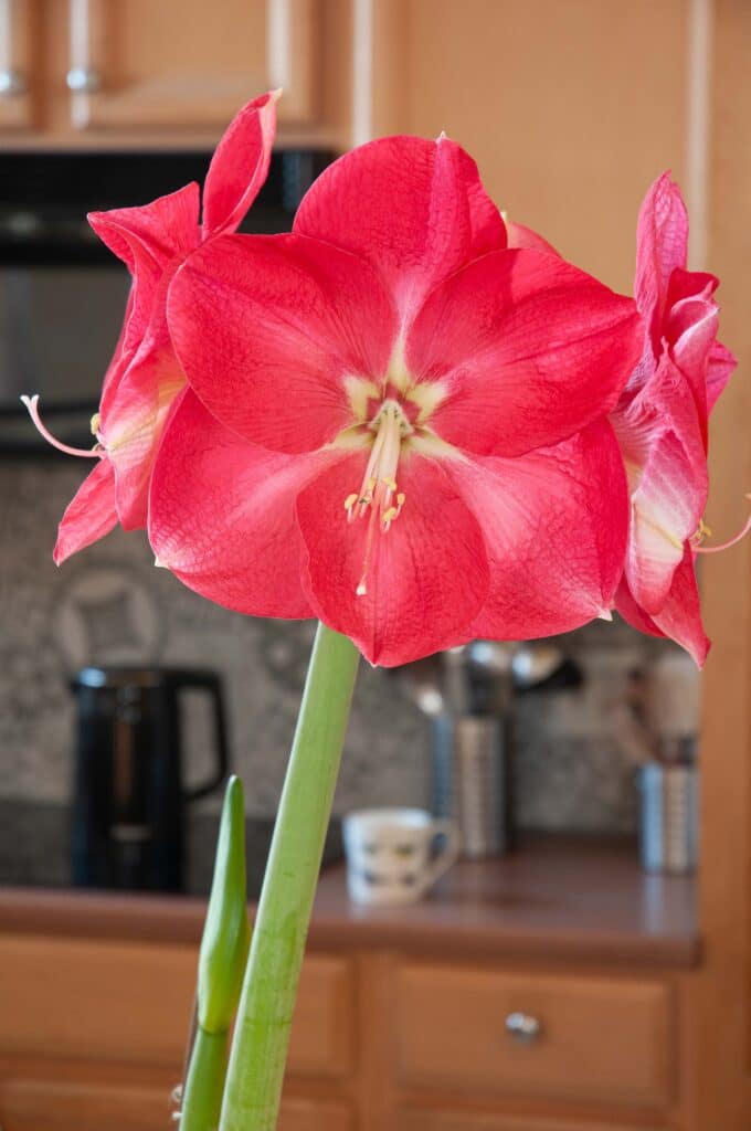 Pink Hippeastrum flowers with a white eye, filaments and pistil, Candy Cream Amaryllis from Colorblends.