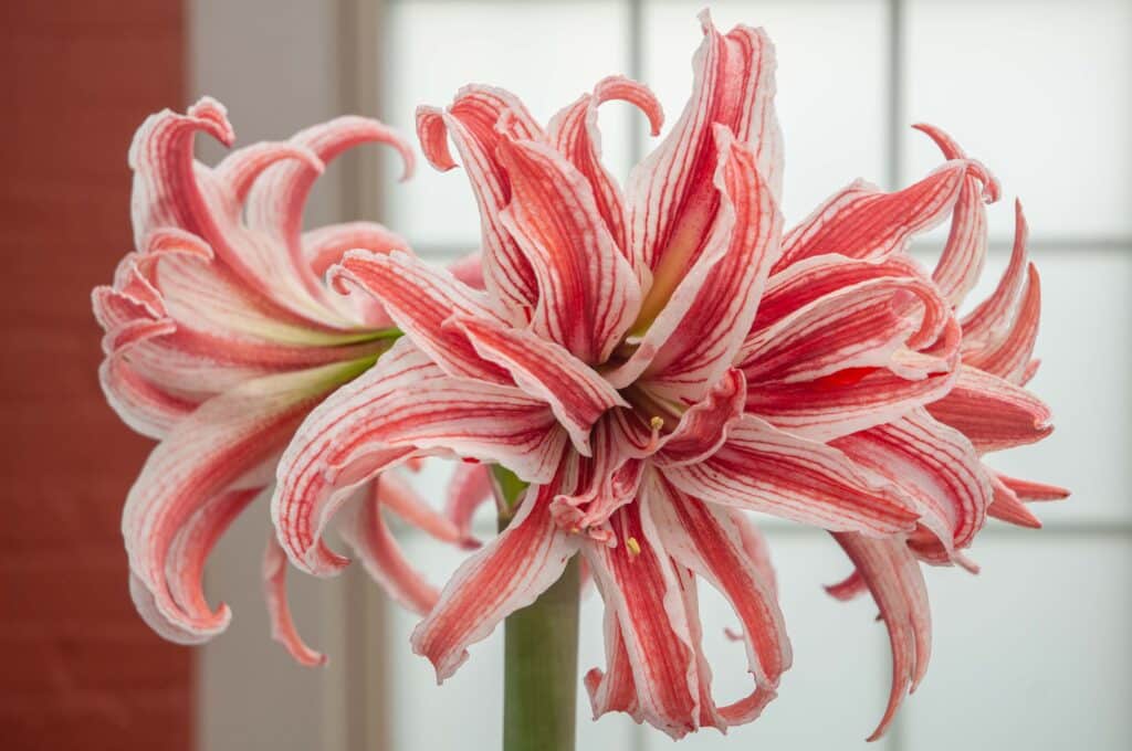 Hippeastrum flowers with narrow, reflexed petals of cream overlaid with red, Doublet Amaryllis from Colorblends.