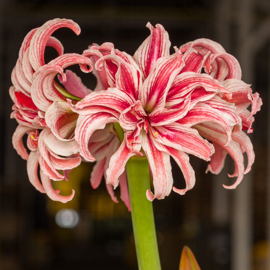 Narrow reflexed petals of cream with red stripes on a thick green stem, Doublet Amaryllis from Colorblends