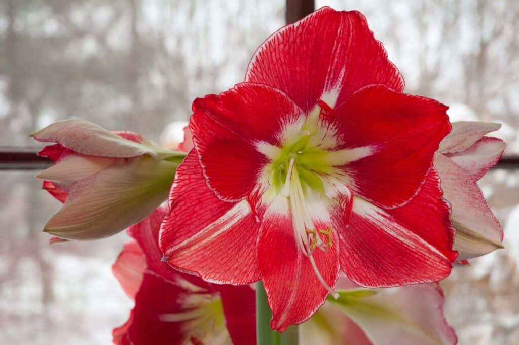 Cherry red Hippeastrum flowers edged and brushed with white, Silver Dream Amaryllis from Colorblends.
