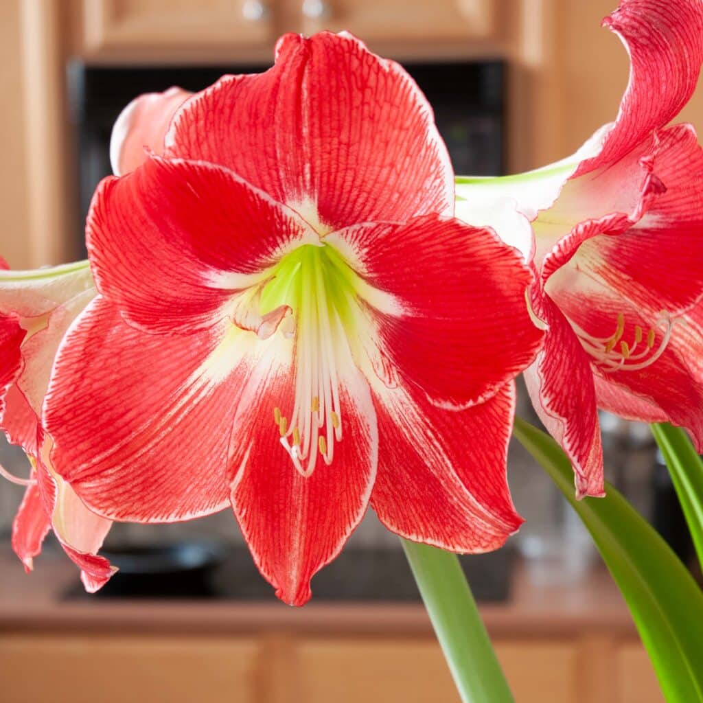 Cherry red Hippeastrum flowers edged and brushed with white, Silver Dream Amaryllis from Colorblends.