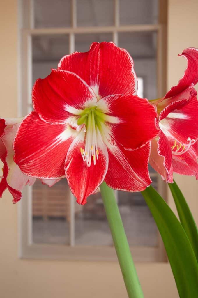 Cherry red Hippeastrum flowers edged and brushed with white, Silver Dream Amaryllis from Colorblends.