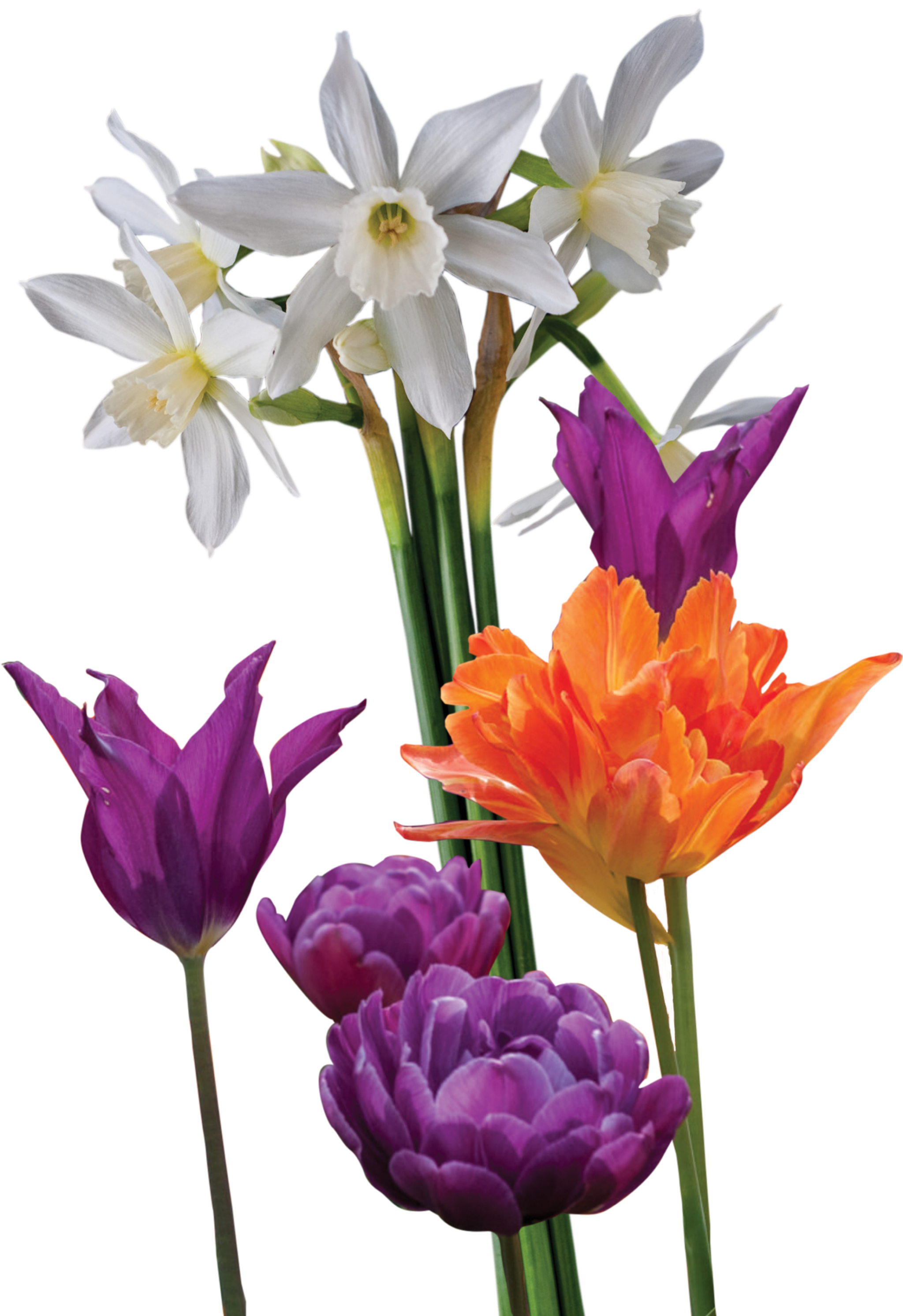 white daffodils and orange and purple tulips in a group